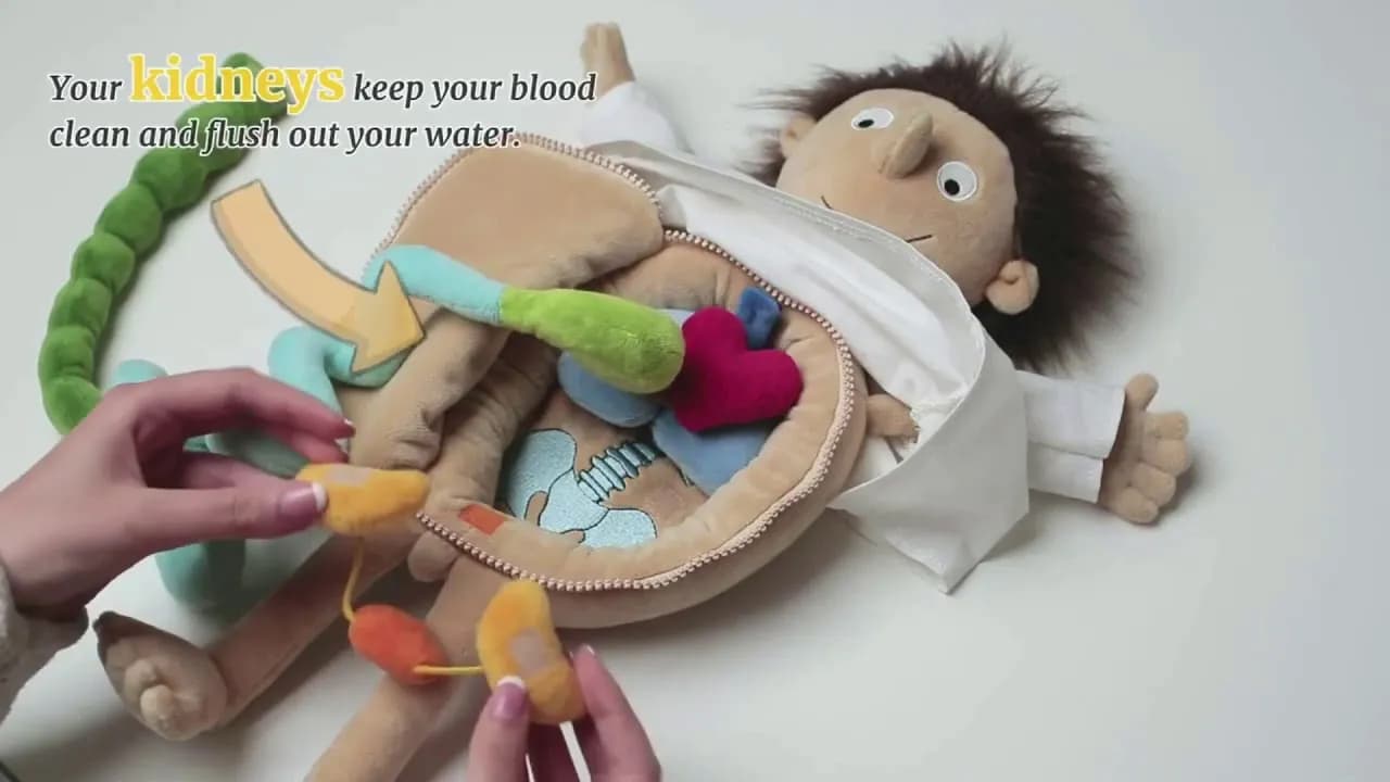 Erwin zabawka – edukacyjna lalka, która uczy dzieci anatomii ciała