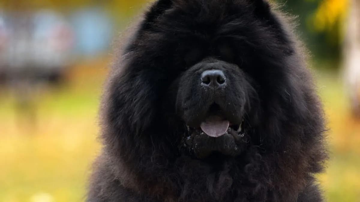 Pies jak miś pluszowy – urocze rasy, które skradną Twoje serce